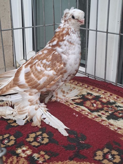 Голубка гульбадам молодая