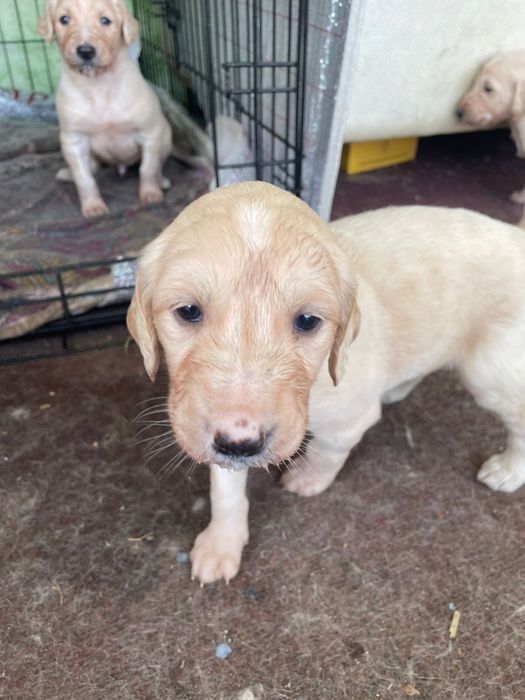 Продается щенки в Астане