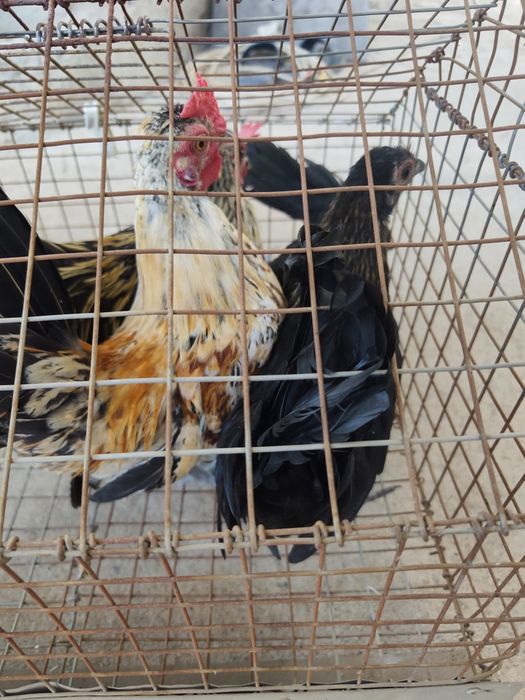 Продам карликовых курей