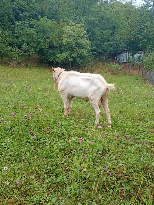 Vând țap rasa sanen din părinți cu pedigri