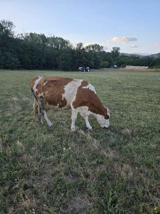 Vacă  Bălțată Românească