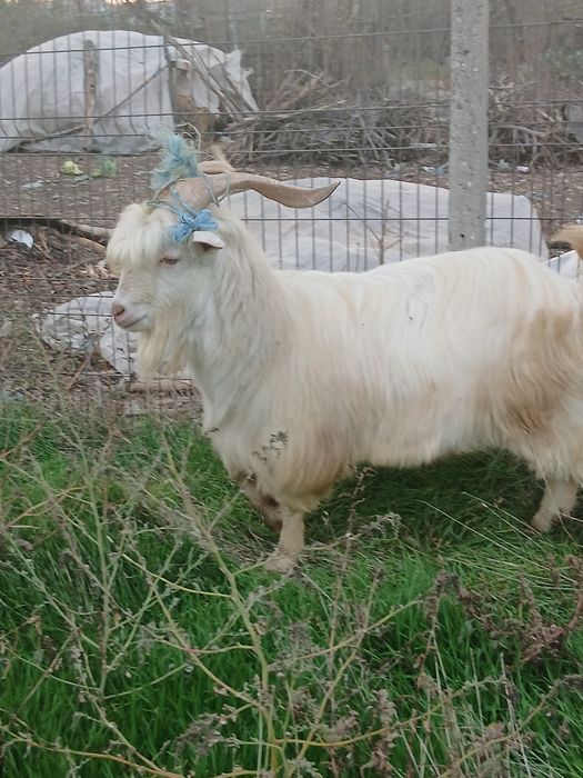 Se vinde  tap de anu trecut