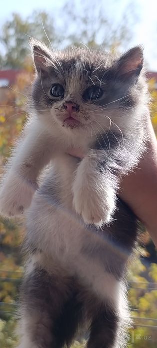Отдаём Котят бесплатно!