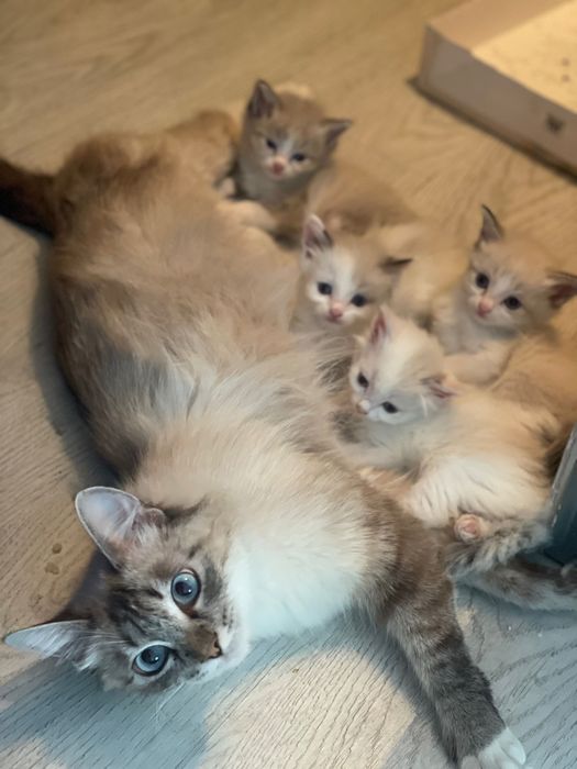 Котята невской  маскарадной