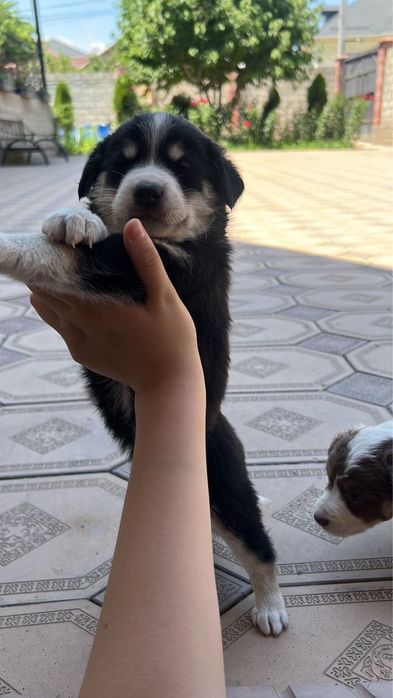 3 щеночек продается