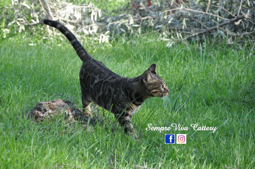 Бенгалска котка женска