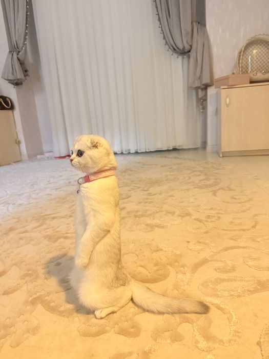 серебристый шиншилла