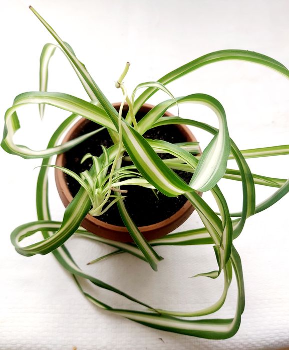 Домашние растения разные