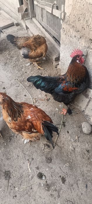 Xoroz va tovuqlar sotiladi