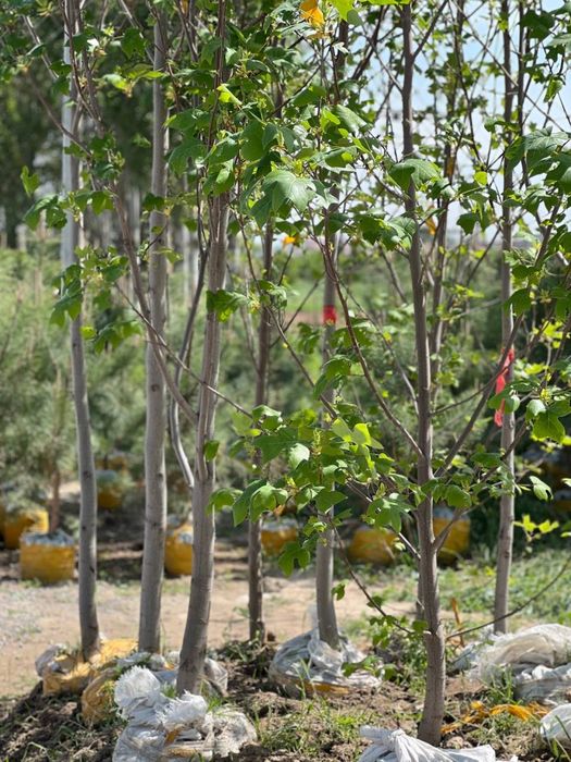 Продам декоративные деревья, в любом количестве