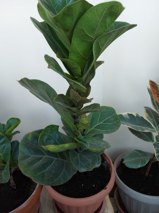 Продаётся домашний цветы