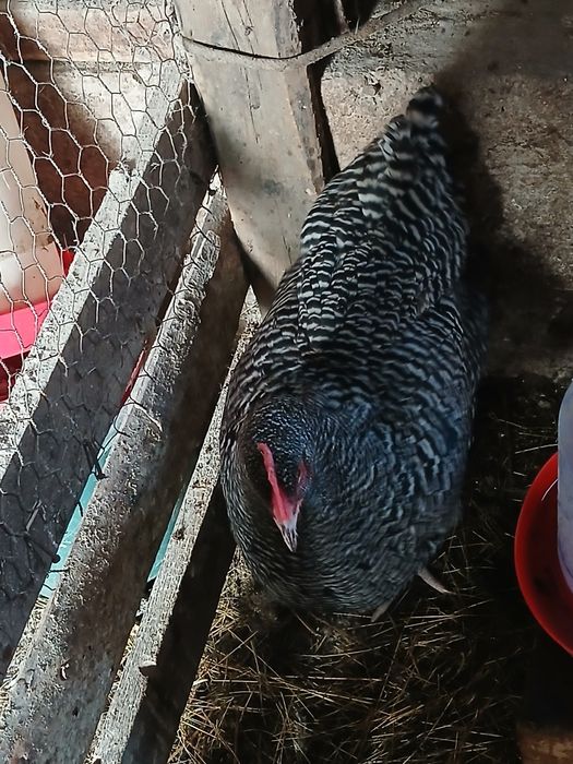 Găini playmonth de vânzare