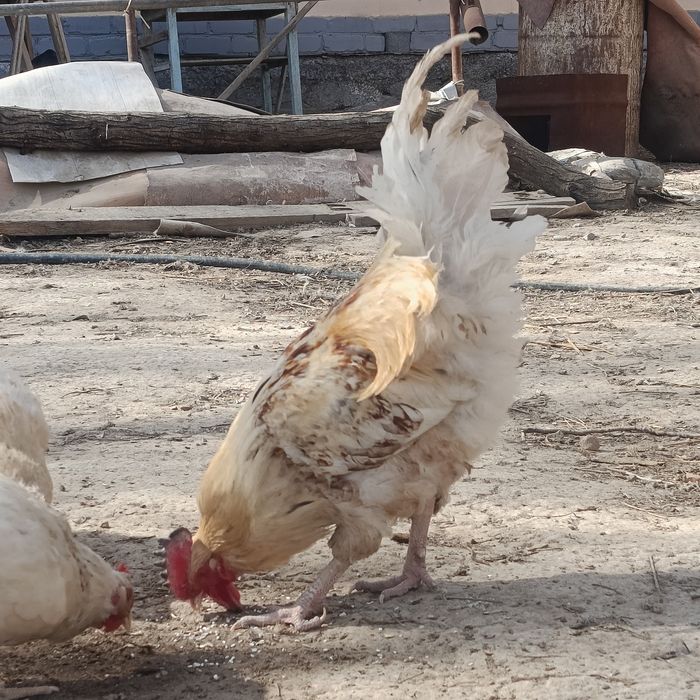 Кораздар сатылады!