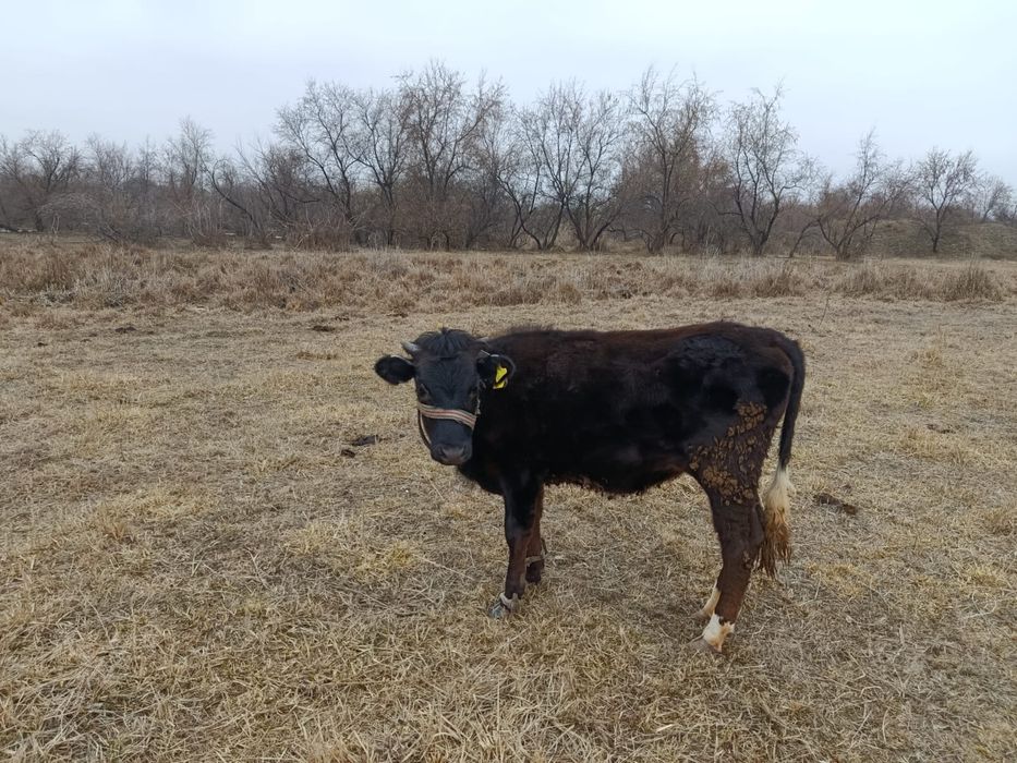 Ұрғашы тайынша откормда тұрған