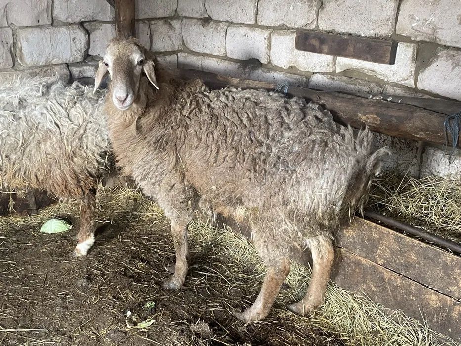 Продам барана дешего