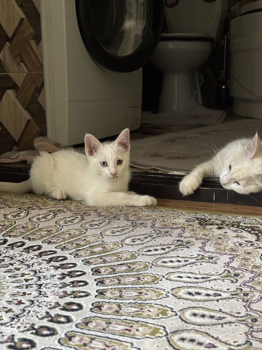 Turetskiy angora va bolalari