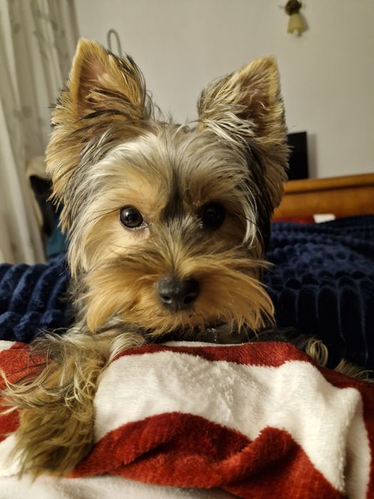 Cazare animale de companie