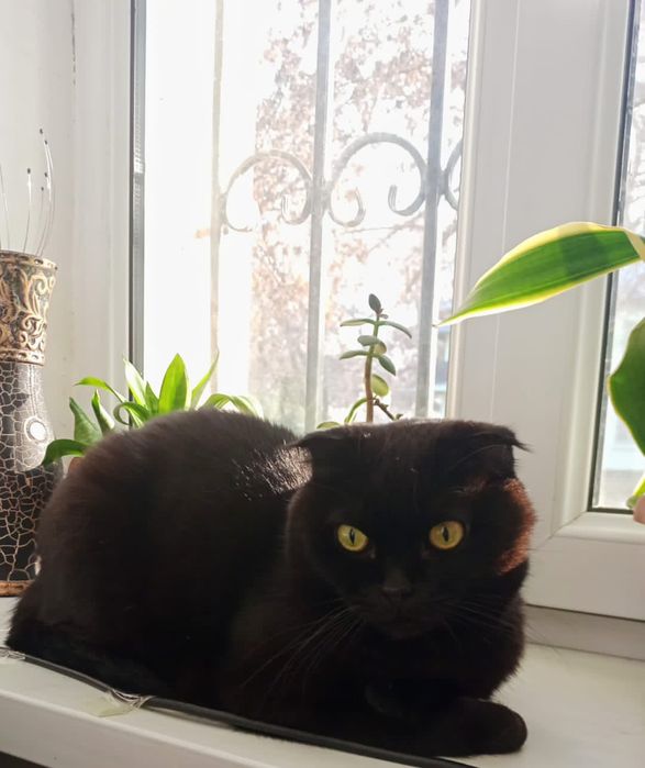 Дружба кота и верный пёс