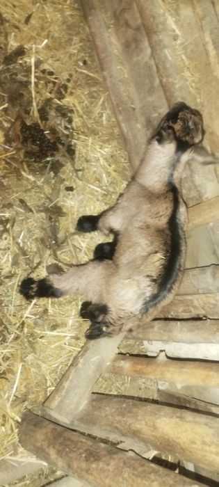 Эчки зоддор Алпин занен мурсиана расиески