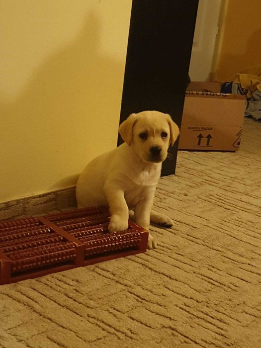 vand pui labrador 8 saptamani, sanatosi, jucausi, adorabili