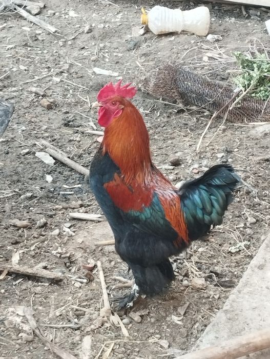 Xoroz sotiladi soglom