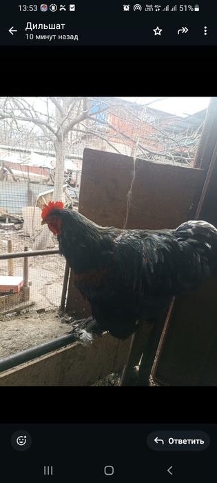 Куры  Брамы Кохикин