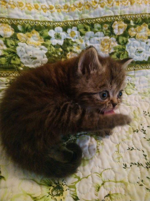 Продам котёнка экзот