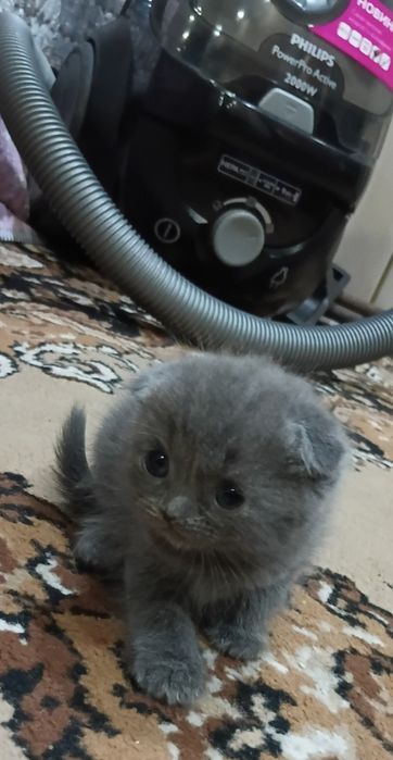 Продаются котята