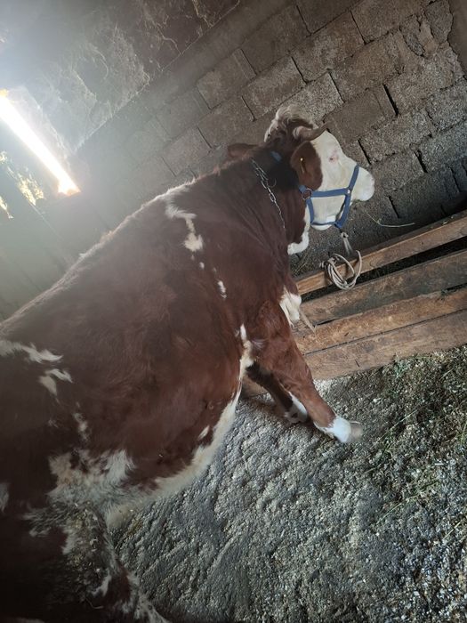 Vand juninca baltata romaneasca