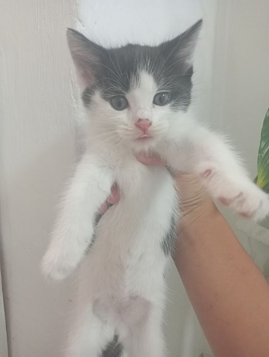 Кошка, котята в добрые руки