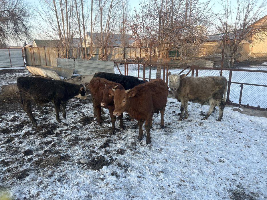 Телятя дамашние