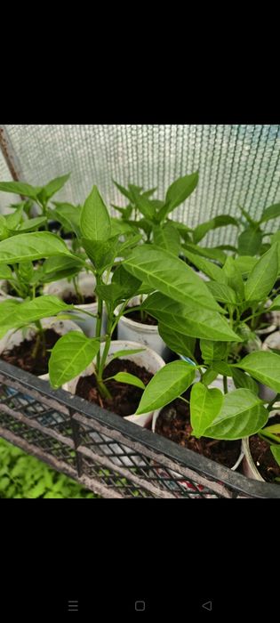 Продам рассаду домашнюю