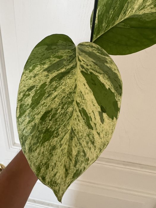 Эпипренум вариегатный