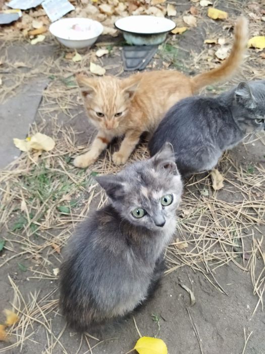 Отдадим котят в хорошие руки