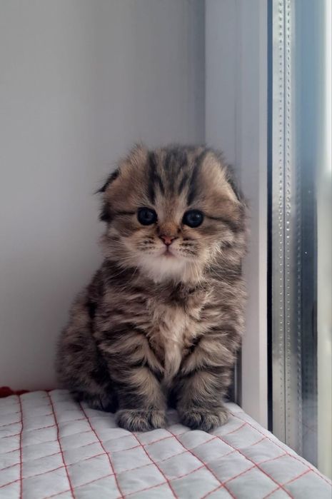 Скоттиш фолд котята