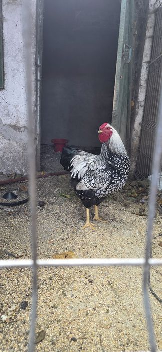 Cocoși wyandotte