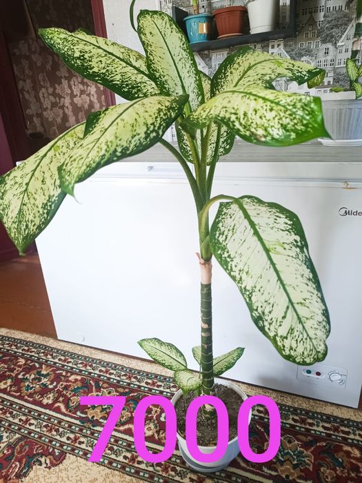 Продам недорого цветы