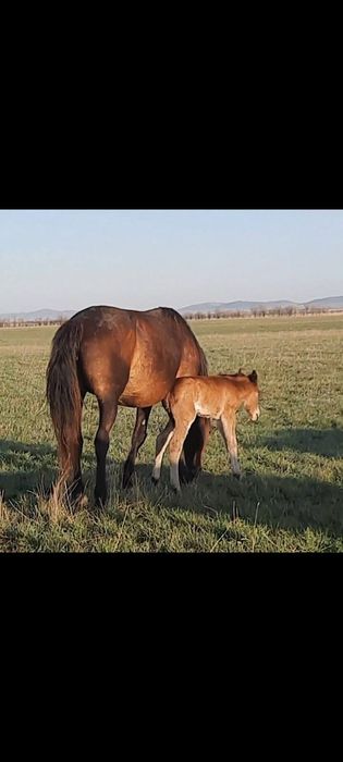 Биелер сатылады.