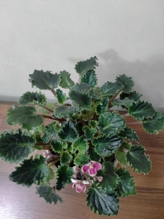 Продам    фиалку