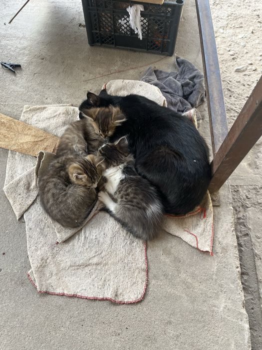 Отдам котят крысоловов