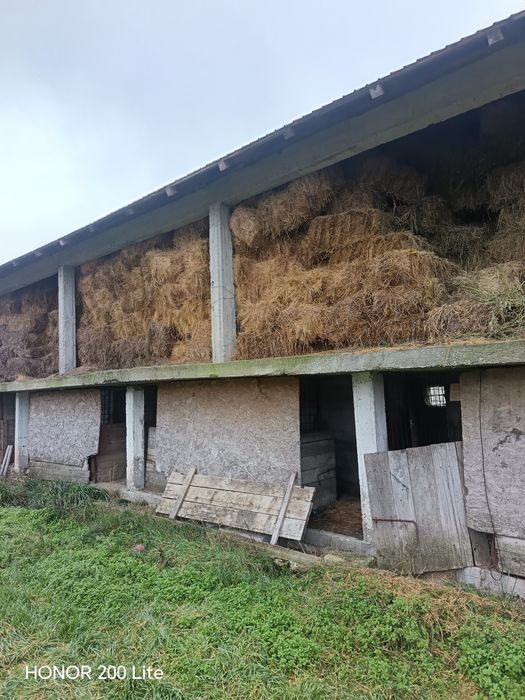 Vând baloți lucerna a doua și a treia coasă