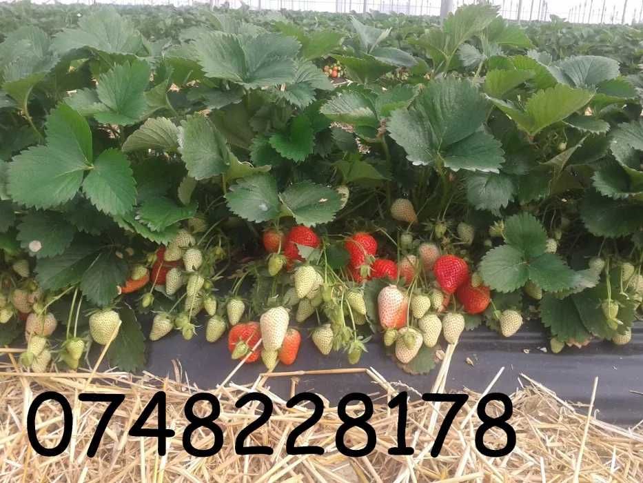 Stoloni capsuni remontant A plus Mur Zmeur Fragi Smochin Agris Albizia