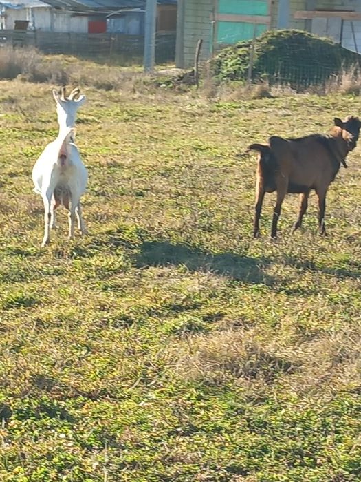 Capre de vanzare șaten și alpine