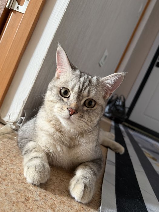 Котенок 7 месяцев