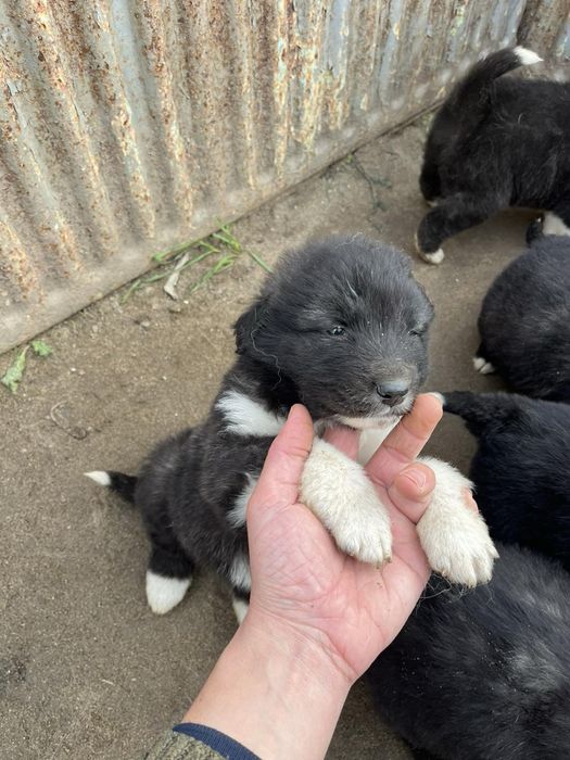 Подаряват се кученца - останаха 2 женкси