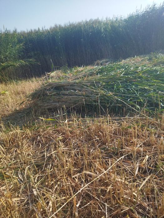 қамыс баубар бағасы 250тг