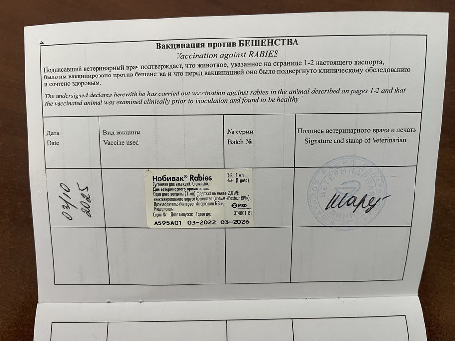 Отдам кошку в хорошие руки