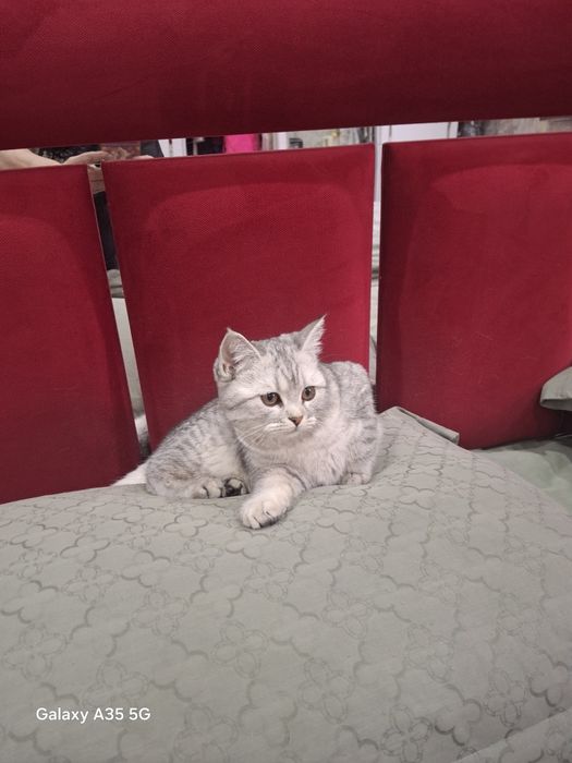 Продаётся котёнок
