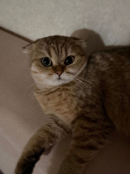 Кошка самка, отдадим даром в хорошие руки.