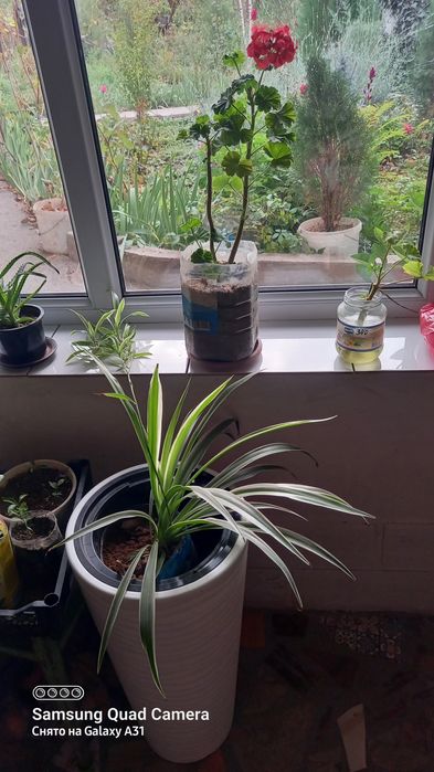 Цветы алоэ саженцы